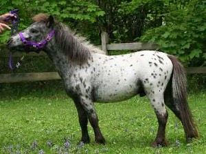 Derby